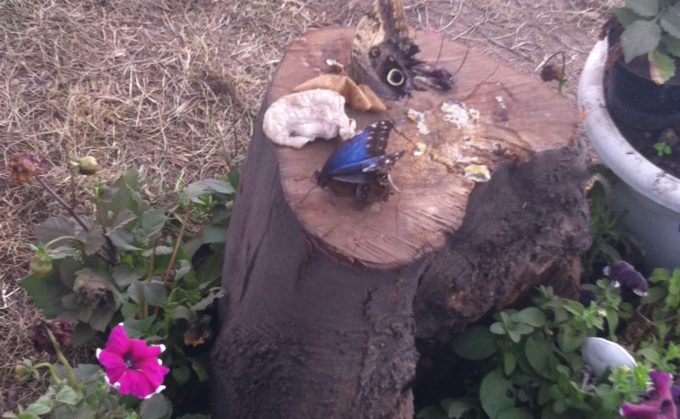 turista nella mia città