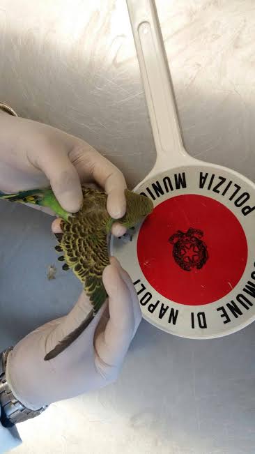 wanted campagna antiviolenza su animali