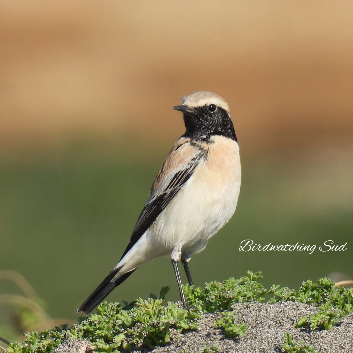 Monachella del deserto- osservazione uccelli 