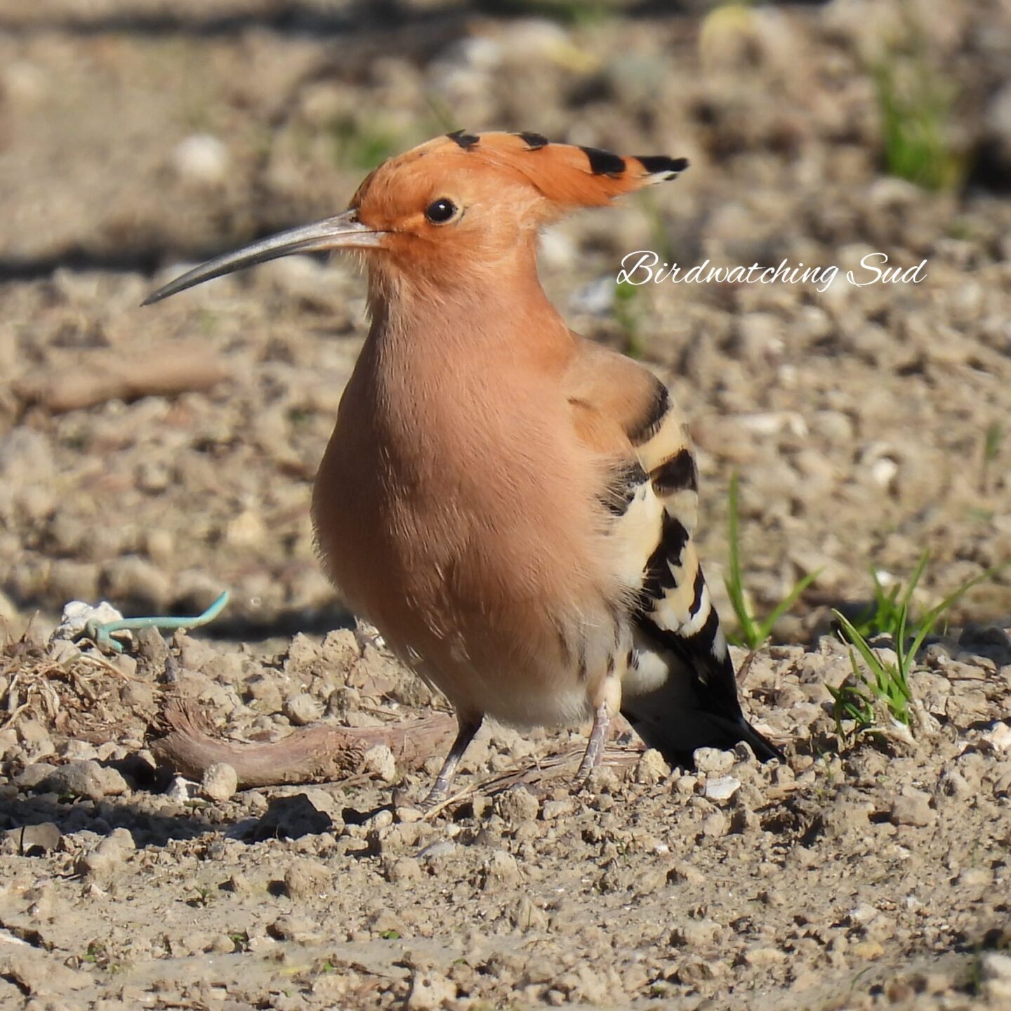 Upupa -come praticare birdwatching