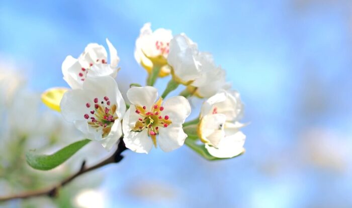 Fotografare Fiori: 8 suggerimenti per risultati al Top