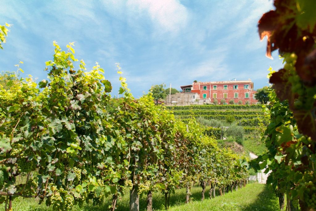 enoturismo campi flegrei