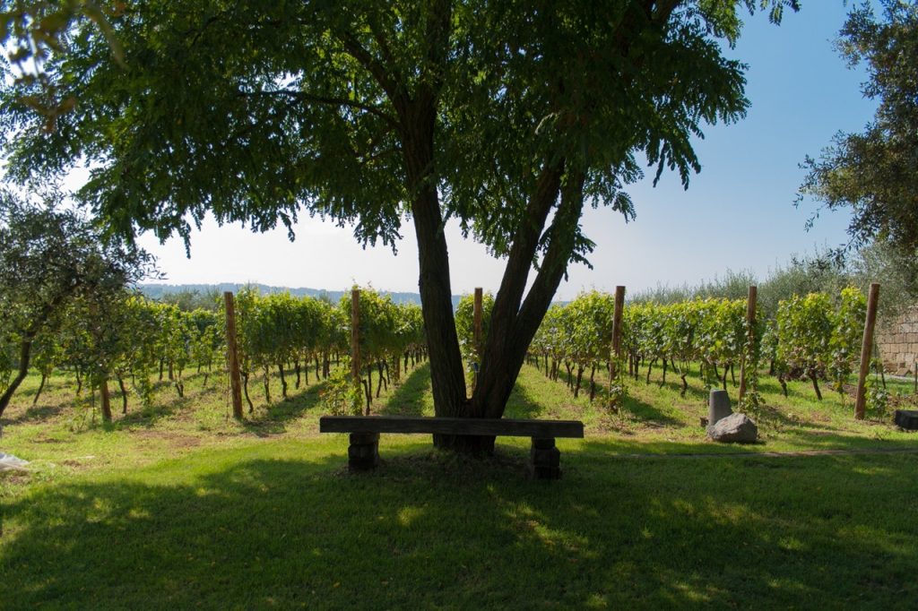 enoturismo campi flegrei