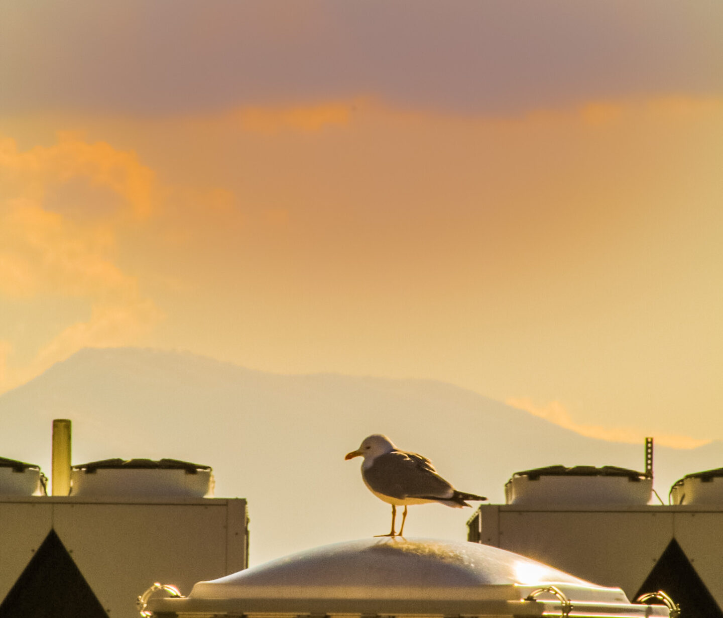 gabbiani sui tetti di Napoli